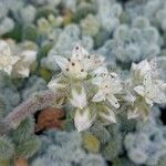 Sedum hintonii