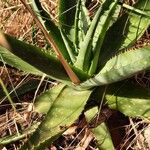 Aloe lateritia पत्ता