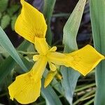 Iris pseudacorus പുഷ്പം