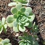 Aeonium lancerottense Blatt