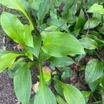 Hosta longipes Листок