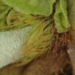 Platycerium elephantotis Other