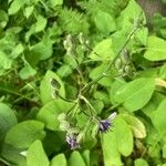 Lactuca macrophylla Flor