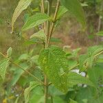 Stevia ovata Feuille