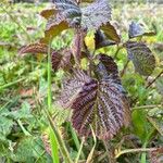 Rubus ferus Folha