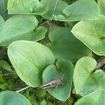 Arisarum simorrhinum Blad