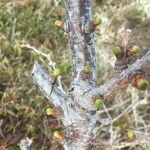 Larix laricina Kôra