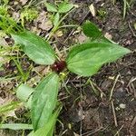 Trillium sessile 叶