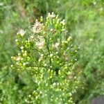 Erigeron canadensisFlor