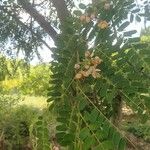 Cassia roxburghii Liść
