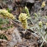 Sideritis syriaca Žiedas