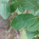 Ilex mucronata Blatt