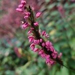 Bistorta amplexicaulis Flower