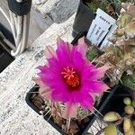 Thelocactus bicolor Floare