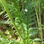 Pedicularis groenlandica Φύλλο