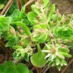 Aeonium goochiae Flor