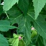 Hibiscus moscheutos Frunză