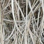 Miscanthus sinensis Folha