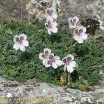 Erodium cheilanthifolium Hábito