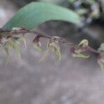 Bulbophyllum pumilum Flor