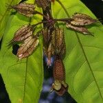 Markea longiflora Froito