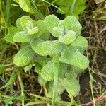 Mentha × villosa Frunză