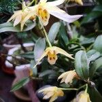 Dendrobium closterium Blüte