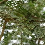 Vachellia xanthophloea Blatt