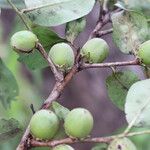 Diospyros kirkii Frukto