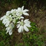 Caucalis platycarpos Λουλούδι