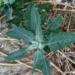 Atriplex glabriuscula Folha