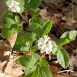 Panax trifolius Fulla