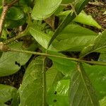 Inga sapindoides Hoja