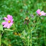 Cosmos bipinnatus Libunga