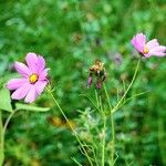 Cosmos bipinnatus عادت