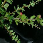 Berberis angulosa Elinympäristö