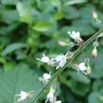 Circaea lutetiana Blomma