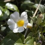 Cuscuta umbellata Λουλούδι