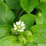 Stellaria media Blomma