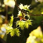 Acer platanoides Yaprak