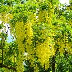 Laburnum anagyroides Συνήθη χαρακτηριστικά