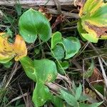 Calla palustris Blatt