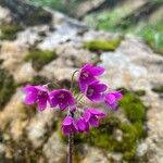 Primula matthioli Flower