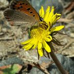 Taraxacum multidentatum Fula