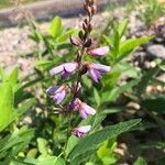 Desmodium canadense Çiçek