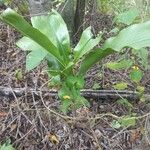 Scadoxus puniceus Hostoa