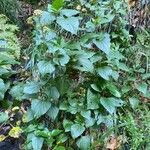 Ageratina adenophora Хабит