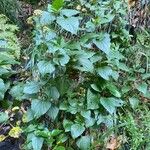 Ageratina adenophora Hábito