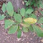 Castanea dentata Leaf