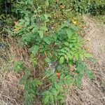 Berberis aquifolium ശീലം